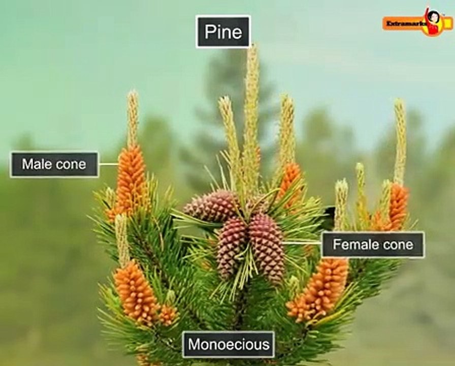 Study Material for Pine Life cycle for CBSE Class 11