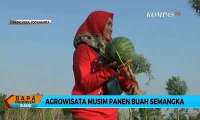 Wisata Memetik Semangka Langsung dari Pohon