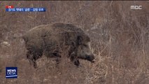 [단독] 도심까지 누비는 멧돼지…열에 하나는 '유사 돼지 열병'