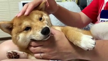 Ce toutou adore être caresser... Sa réaction va vous faire fondre