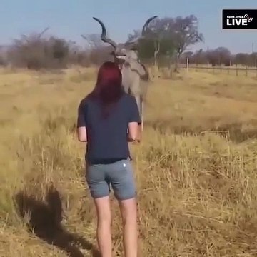 Regardez cette amitié incroyable entre cette femme et ce cerf