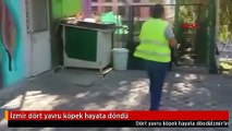 İzmir dört yavru köpek hayata döndü