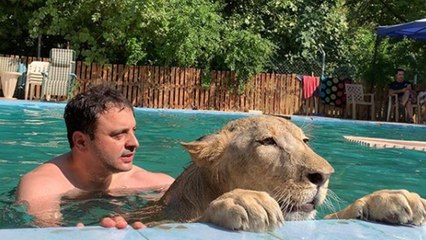 Yavru aslan Leo'ya çocuğu gibi bakıyor