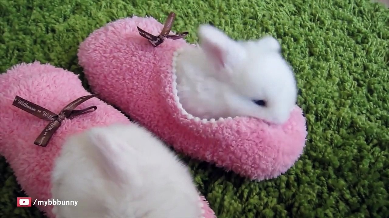 Baby bunnies doing the cutest things, EVER!