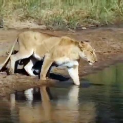 Minute meugnon ! Cette lionne traverse une berge avec ses petits... Regardez comment les lionceaux réagissent 