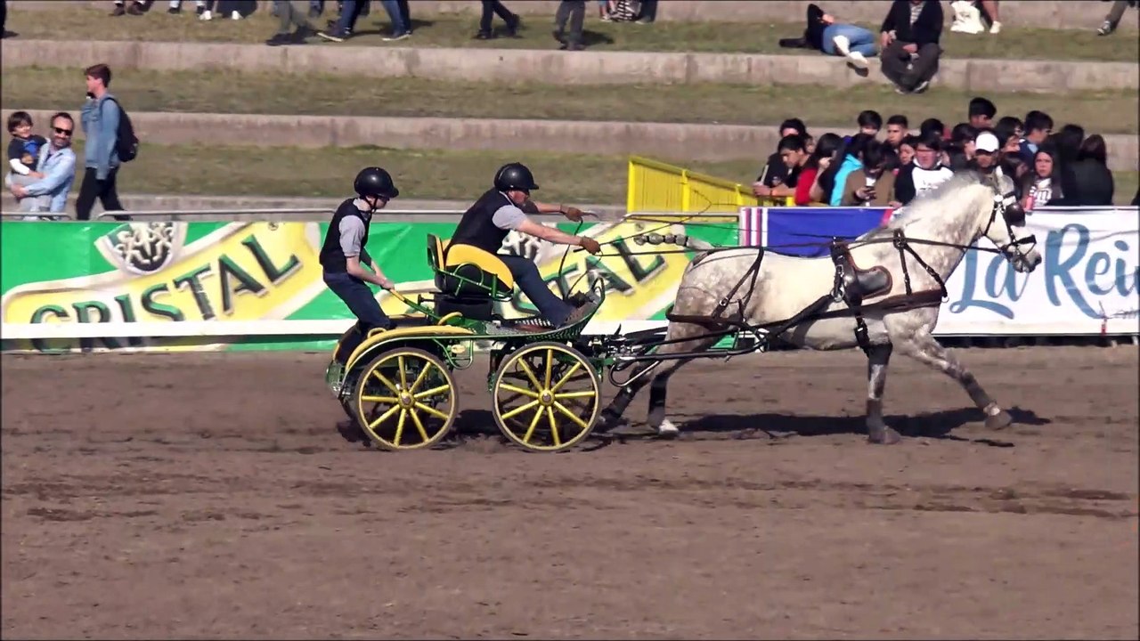 Antique Cars hitch with Friesian horses in Santiago, Chile