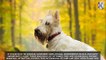 SCOTTISH TERRIER - Dog Breeds 101 - Top Dog Facts About the SCOTTISH TERRIER