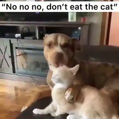 OMG! Et dire que certains pensaient qu'il allait le manger... La merveilleuse entente entre ce matou et ce toutou fait craquer Internet