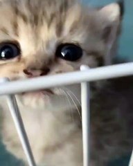 Le regard hypnotique de ce chat fera votre journée 