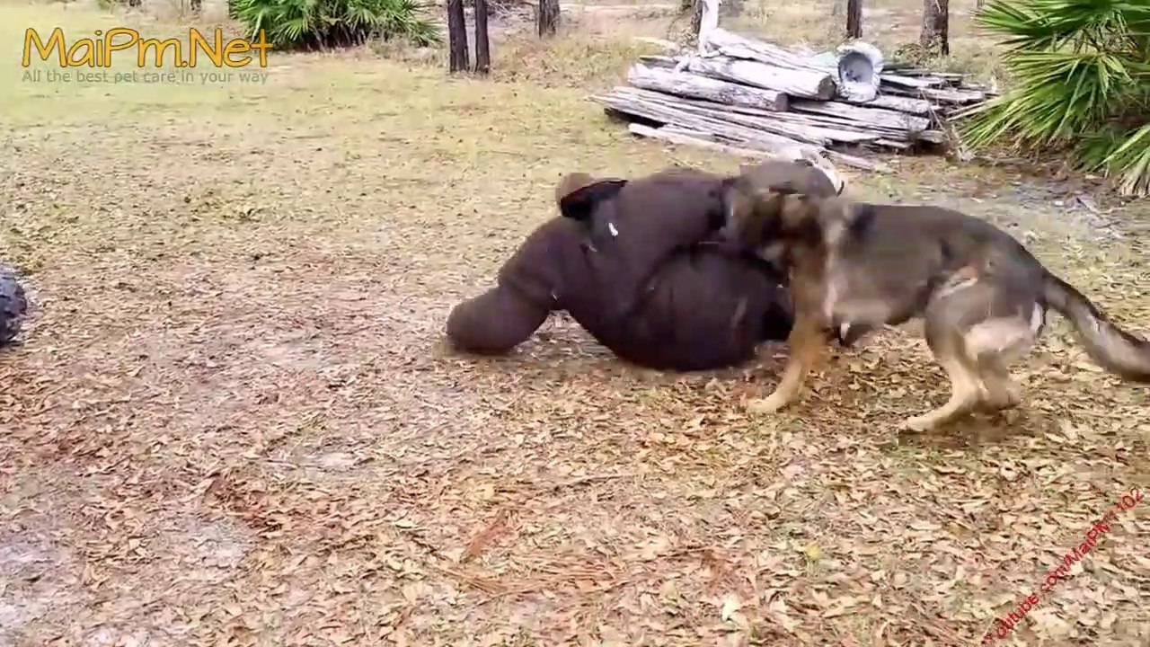 German Shepherd Protects Babies and Kids Compilation - The best Protection Dogs