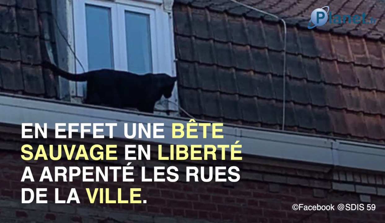 Une panthère noire en liberté à Armentières (Nord)