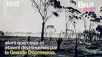La guerre des émeus : quand des soldats armés font la guerre à des animaux invincibles