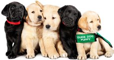 Cet adorable documentaire sur les chiens-guides débarque bientôt sur Netflix !