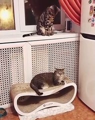 Ce chat taquin s'amuse à irriter cet autre matou qui ne demande qu'un tout petit peu de repos 