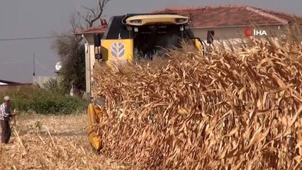 Yapılan uygulamayla mısırda yüksek verim elde edildi