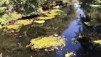 Mortandad de truchas en Esmorode