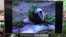 Beloved Panda Mysteriously Dies in Captivity Sparking Public Outcry and Autopsy