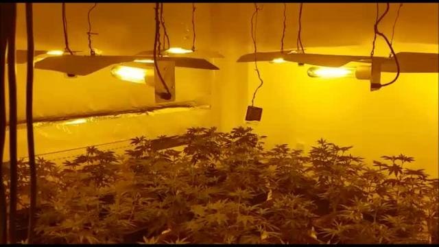 Huge cannabis factory found in Corby house