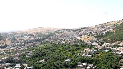 Irak'ta incir hasadı