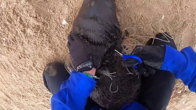 Il sauve une otarie prisonnière d'un filet de pêche !