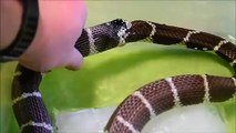 Affamé, ce serpent avale la moitié de son propre corps !