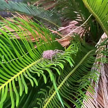 Cette araignée porte ses centaines de bébés sur elle !