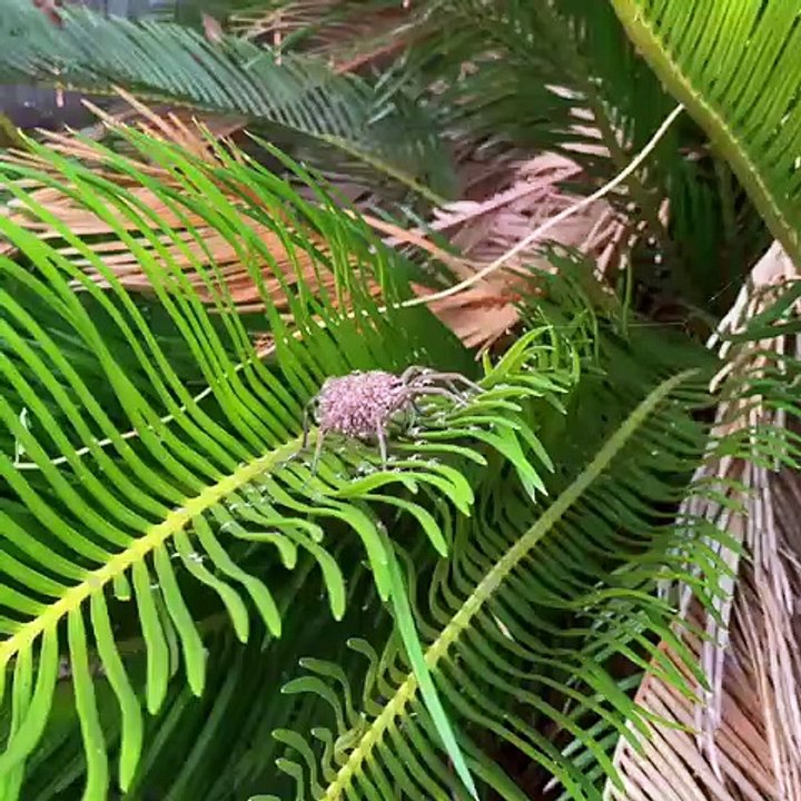 Cette araignée porte ses centaines de bébés sur elle !
