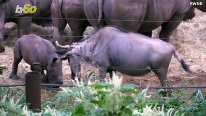 This Baby Rhino Playing is Too Cute!