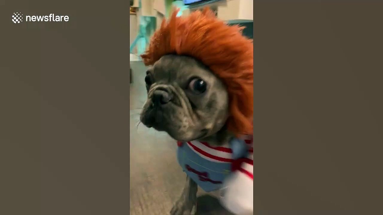 French bulldog puppy dressed in Chucky costume looks truly terrifying
