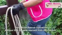 Top 5 Animal Rescues of 2019 - Faith in Humanity Restored