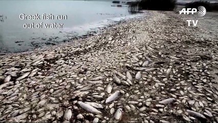 Thousands of dead fish wash up on drought-stricken Greek lake
