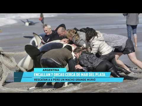 Rescatan a seis orcas varadas en las costas de Argentina; reportaje de El Heraldo TV