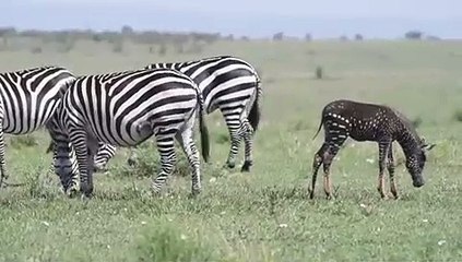 Un petit zèbre à pois blanc a été découvert dans la réserve Masai Mara au Kenya.
