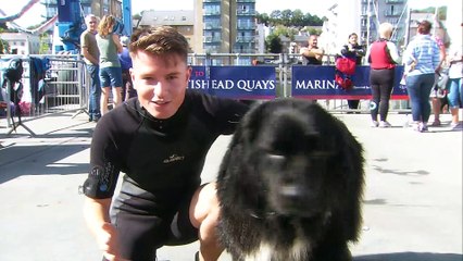 HUGE Newfoundland dogs  pull eager people out of water  for charity! ✨