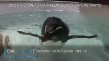 Liberan un pingüino rehabilitado tras épico viaje