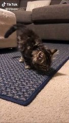 Le miaulement de ce chat risque de vous surprendre