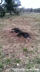 Un corbeau se retrouve la tête coincée dans... quelque chose de bizarre