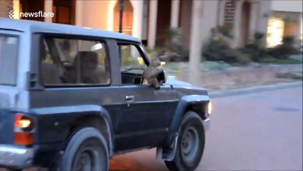 Voilà ce qu'on peut croiser au Qatar : un singe accroché au rétro d'un Nissan Patrol
