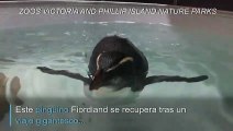 Liberan un pingüino rehabilitado tras épico viaje