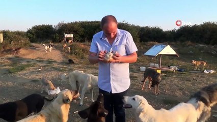 Çatalca'da köpeklerin ormana terk edilmesine hayvanseverlerden tepki