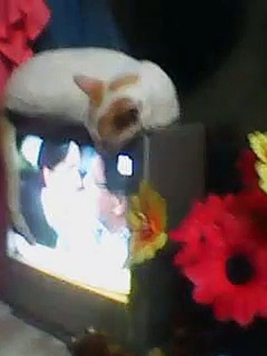 Cat sleeping on the top of TV 2!