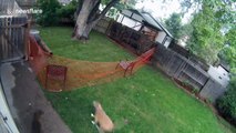 Dog leaps into fenced off area just fine but hilariously fails trying to escape