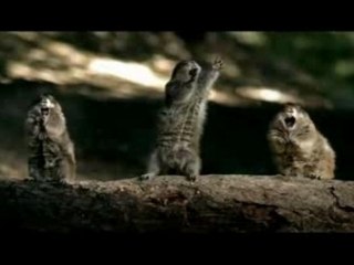 bridgestone vs ecureuil