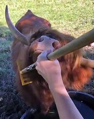 Bull Really Likes Rake Scratches