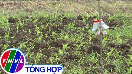 THVL | Giải pháp phòng trừ sâu keo mùa thu tại Gia Lai