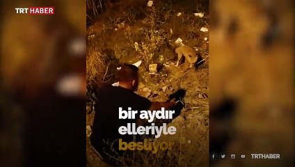 Tilki karnını doyurmak için her gün onun evine gidiyor