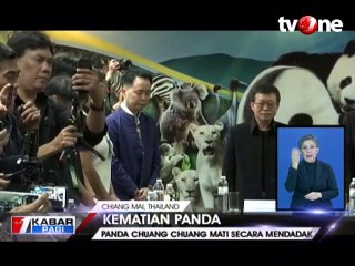 Panda Mati Mendadak di Thailand, China Kirim Tim Ahli