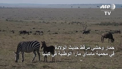 حمار وحشي مرقط في محمية في كينيا