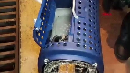 Ayağına olta iğnesi batan Çiha kuşu tedaviye alındı