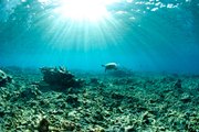 Australiens Great Barrier Reef ist in Gefahr
